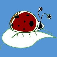 red ladybug